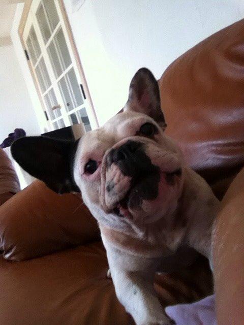 Fransk bulldog Ronja røver'datter billede 23