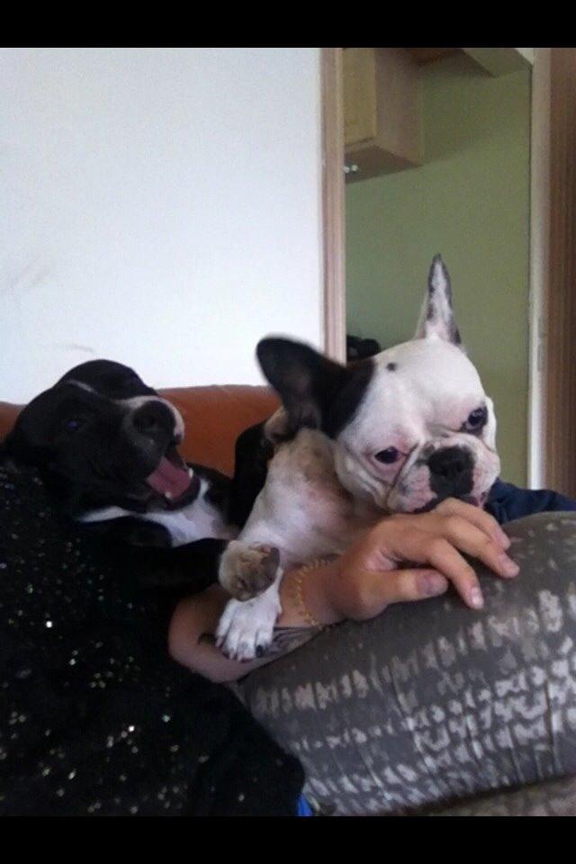 Fransk bulldog Ronja røver'datter billede 22