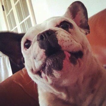 Fransk bulldog Ronja røver'datter billede 24