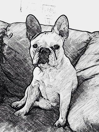 Fransk bulldog Ronja røver'datter billede 25