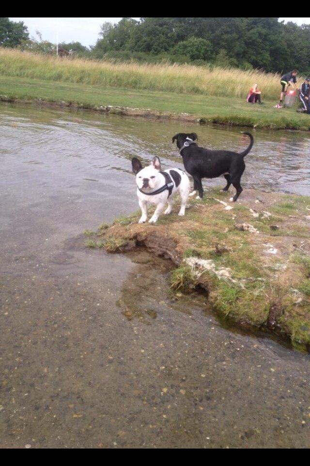 Fransk bulldog Ronja røver'datter billede 26