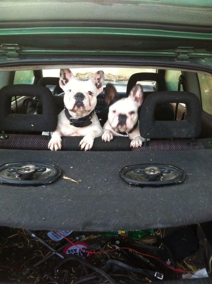 Fransk bulldog Ronja røver'datter billede 27