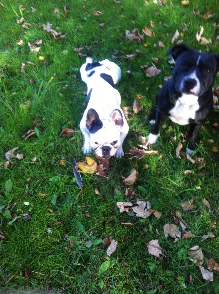 Fransk bulldog Ronja røver'datter billede 28