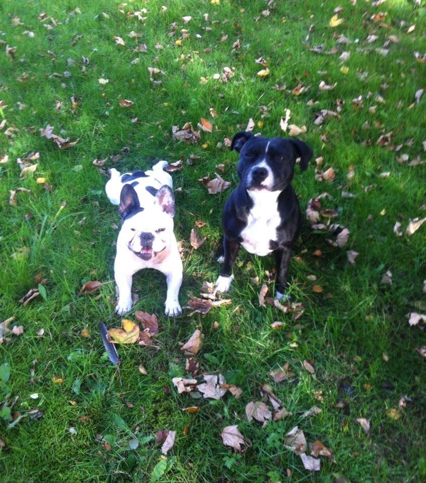 Fransk bulldog Ronja røver'datter billede 29