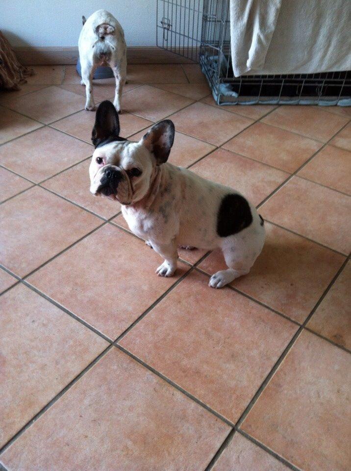 Fransk bulldog Ronja røver'datter billede 30