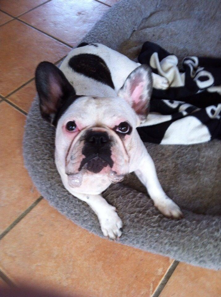 Fransk bulldog Ronja røver'datter billede 31