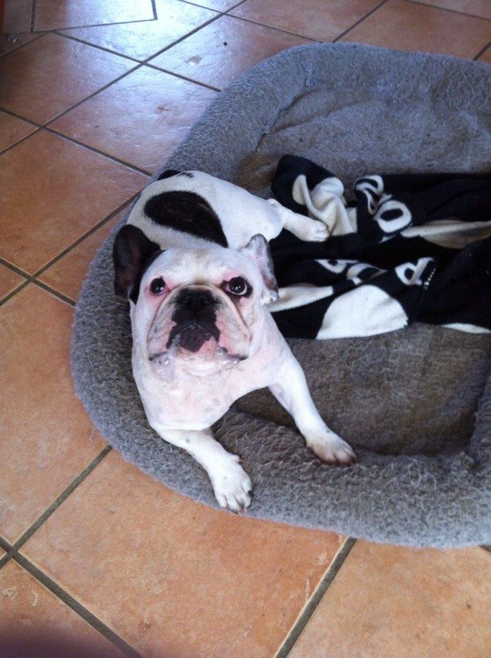 Fransk bulldog Ronja røver'datter billede 32