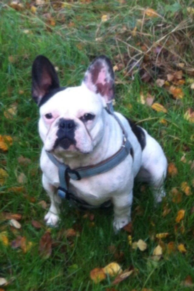 Fransk bulldog Ronja røver'datter billede 34