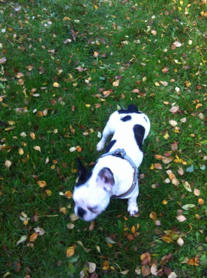 Fransk bulldog Ronja røver'datter billede 35