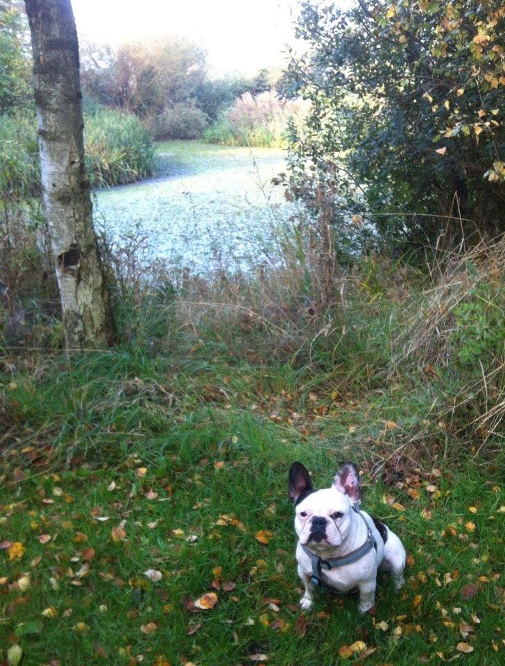 Fransk bulldog Ronja røver'datter billede 36