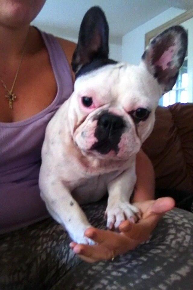 Fransk bulldog Ronja røver'datter billede 38