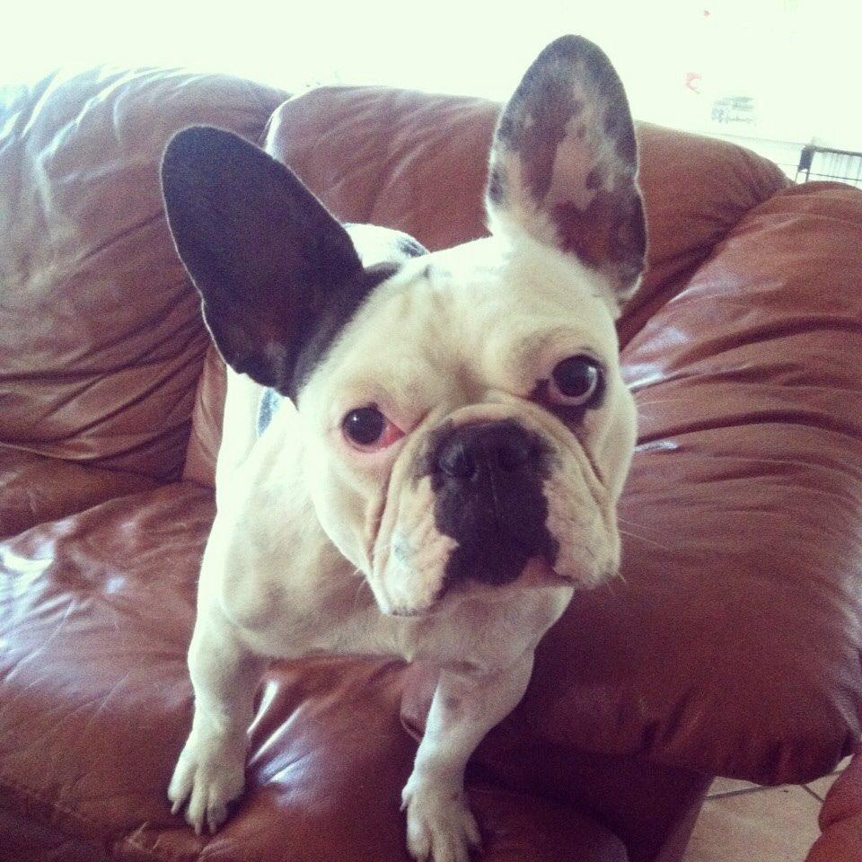 Fransk bulldog Ronja røver'datter billede 37