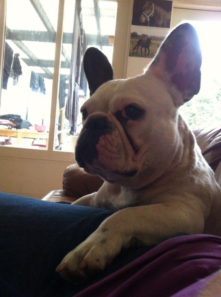 Fransk bulldog Ronja røver'datter billede 39