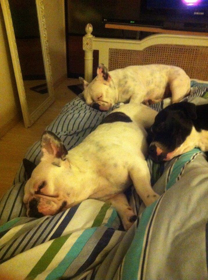 Fransk bulldog Ronja røver'datter billede 40