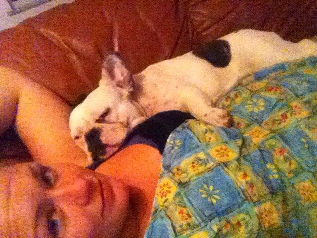 Fransk bulldog Ronja røver'datter billede 42