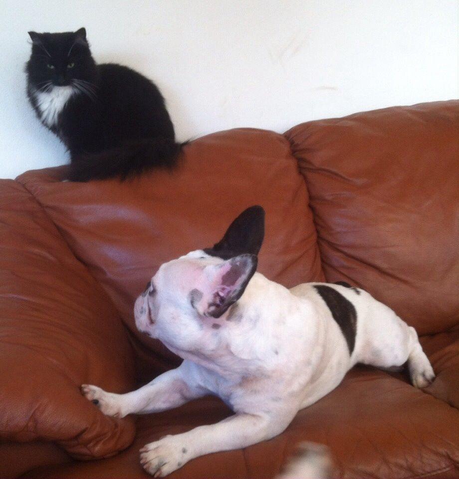 Fransk bulldog Ronja røver'datter billede 41