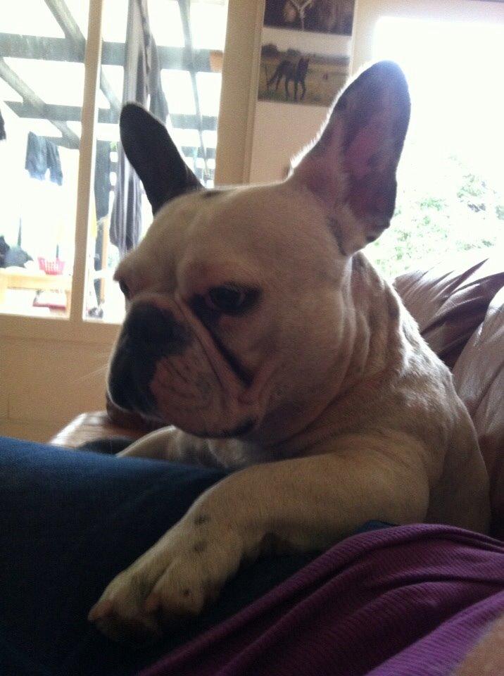 Fransk bulldog Ronja røver'datter billede 44