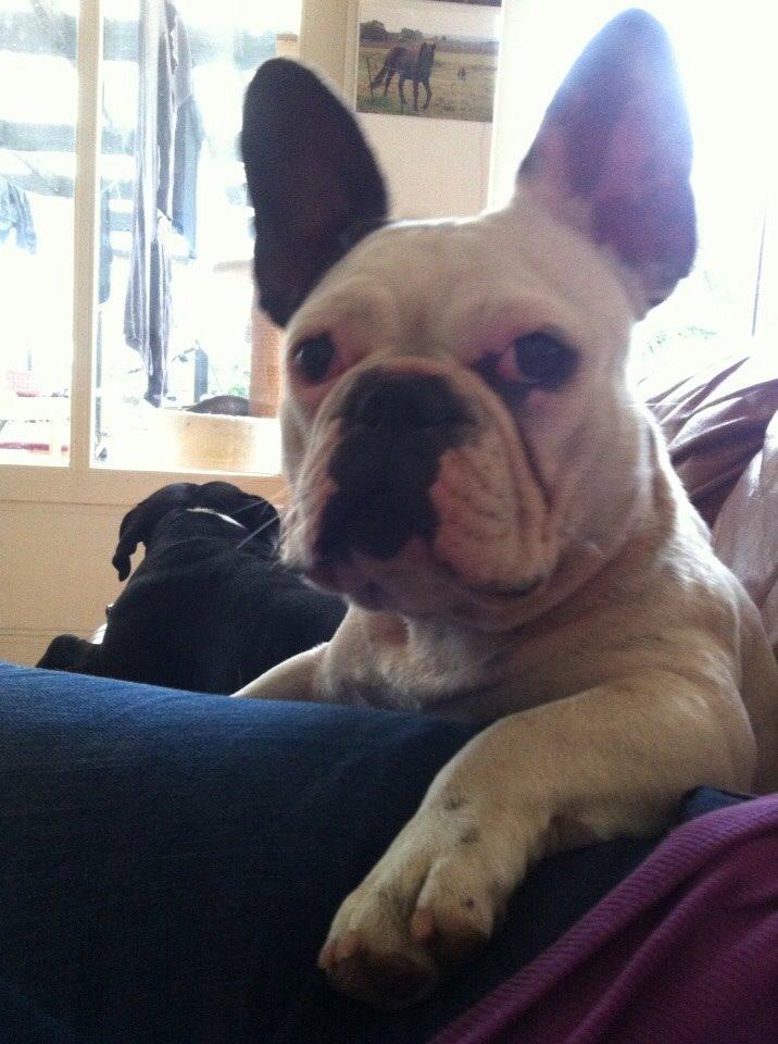 Fransk bulldog Ronja røver'datter billede 43