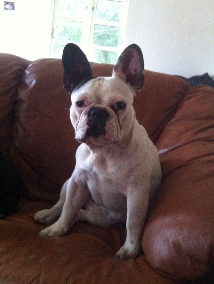 Fransk bulldog Ronja røver'datter billede 45