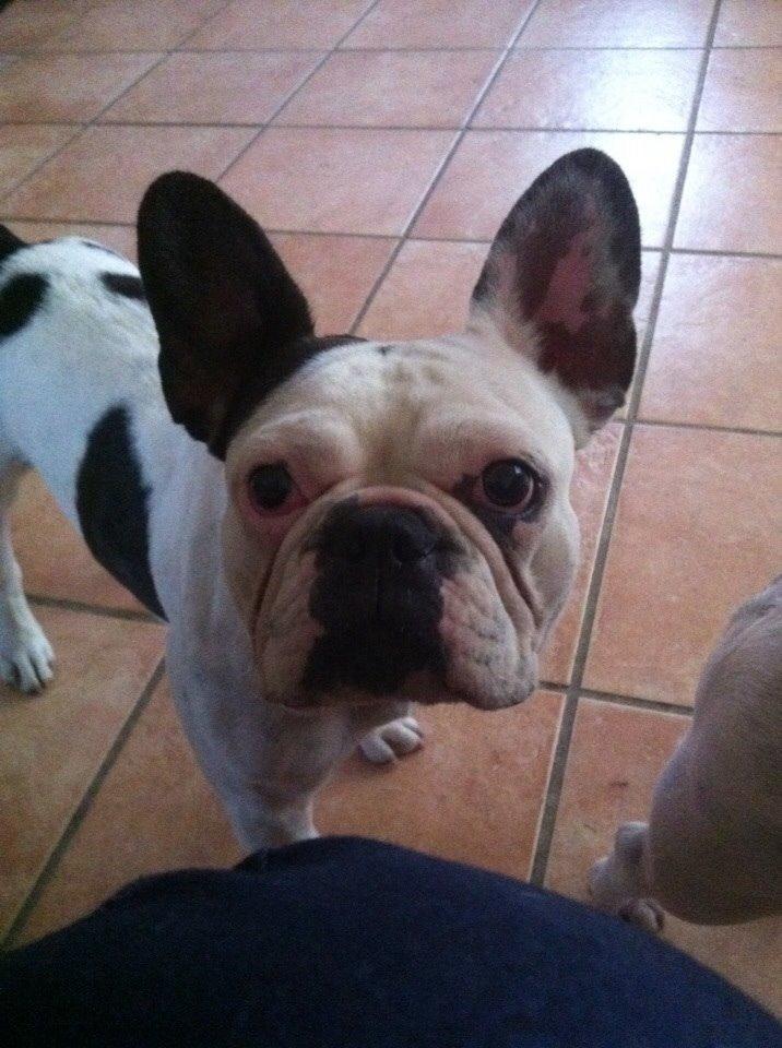 Fransk bulldog Ronja røver'datter billede 46