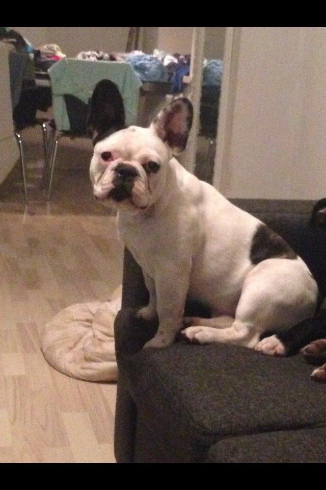 Fransk bulldog Ronja røver'datter billede 47