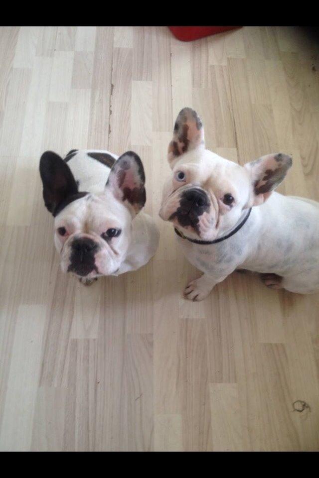 Fransk bulldog Ronja røver'datter billede 48