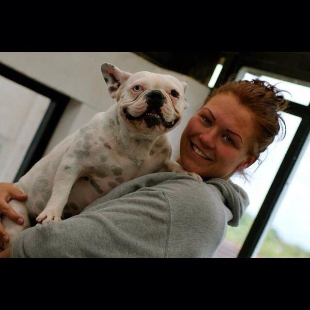 Fransk bulldog Fru Ludvig billede 21