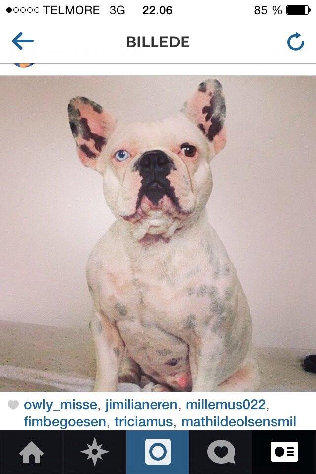 Fransk bulldog Fru Ludvig billede 22