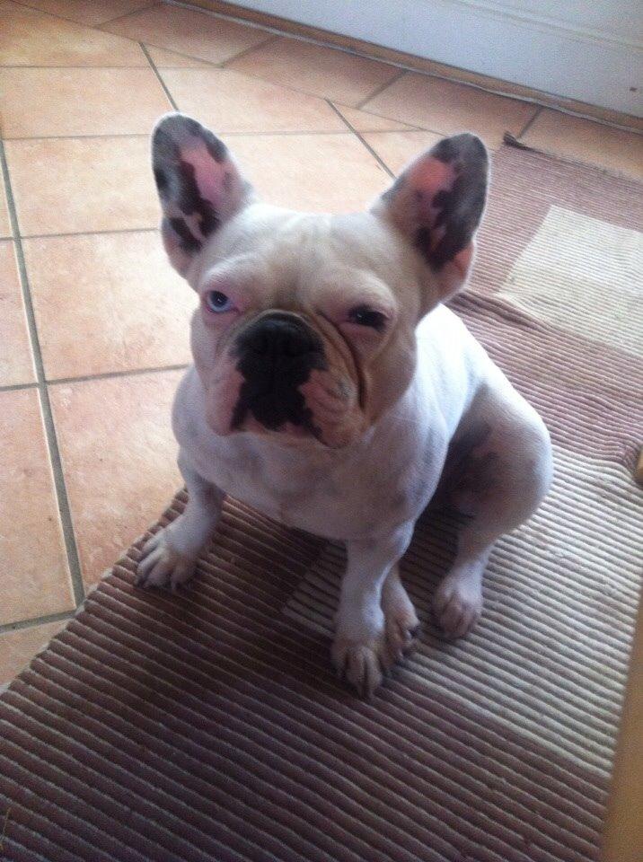 Fransk bulldog Fru Ludvig billede 24