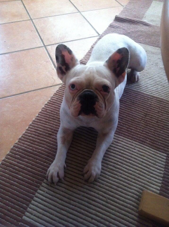 Fransk bulldog Fru Ludvig billede 23