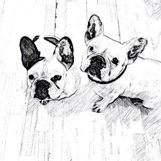 Fransk bulldog Fru Ludvig billede 26