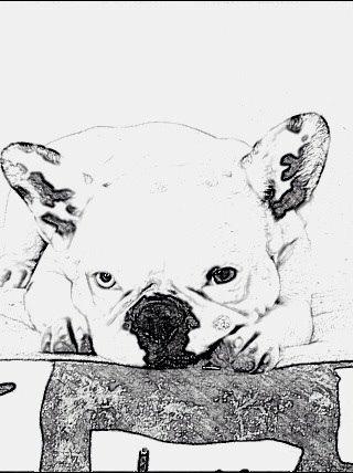 Fransk bulldog Fru Ludvig billede 27