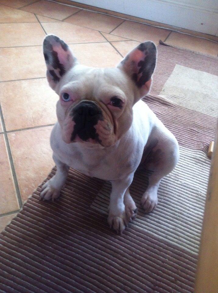 Fransk bulldog Fru Ludvig billede 25