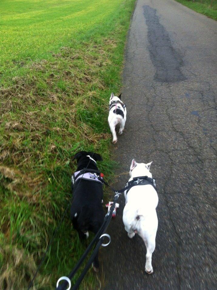 Fransk bulldog Fru Ludvig billede 29