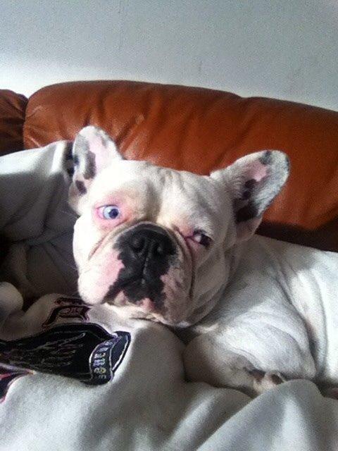 Fransk bulldog Fru Ludvig billede 30