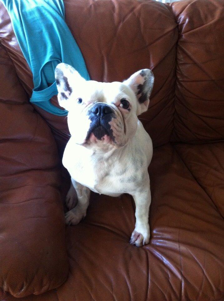 Fransk bulldog Fru Ludvig billede 31