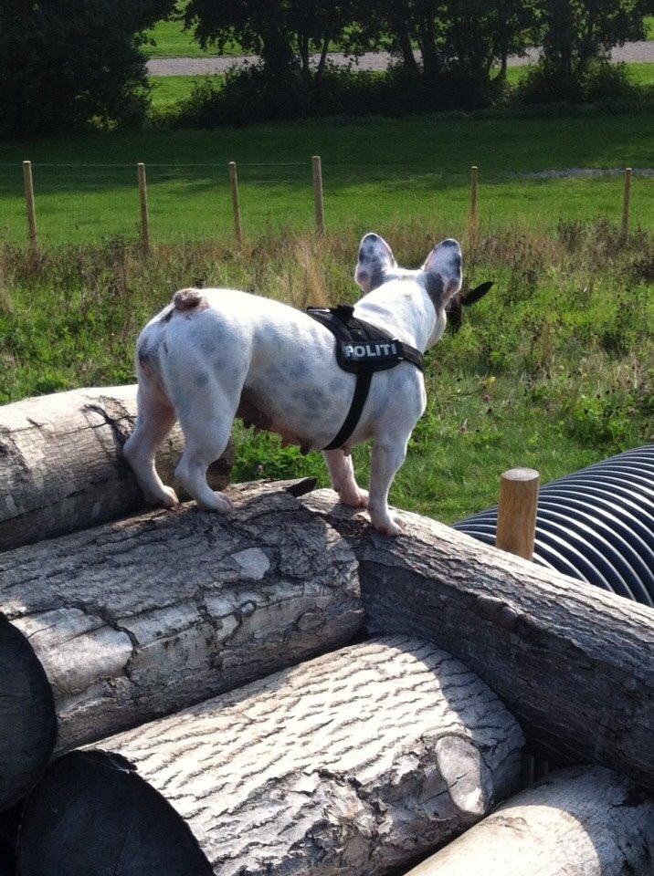 Fransk bulldog Fru Ludvig billede 33