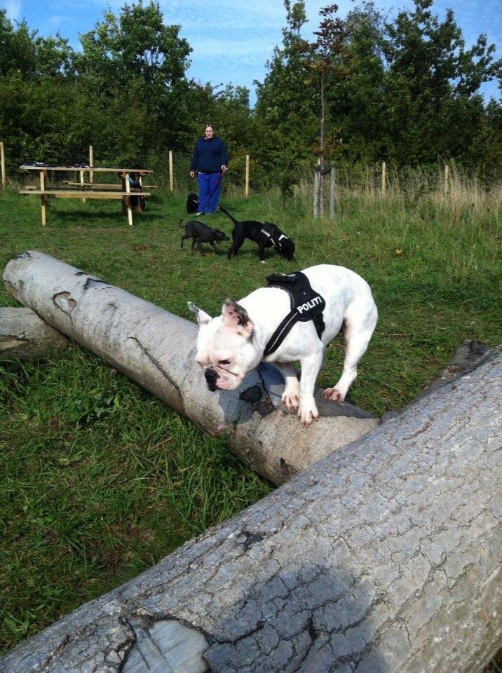 Fransk bulldog Fru Ludvig billede 34