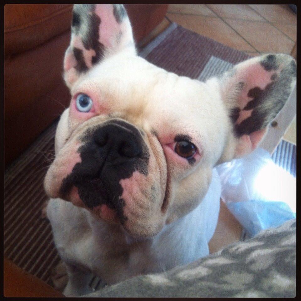 Fransk bulldog Fru Ludvig billede 35