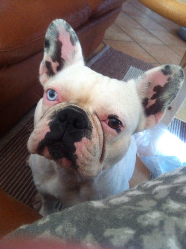 Fransk bulldog Fru Ludvig billede 36