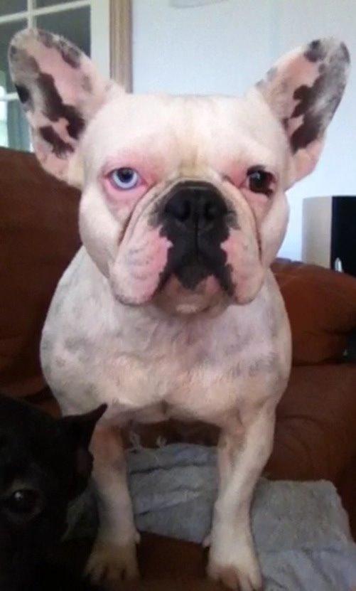 Fransk bulldog Fru Ludvig billede 37