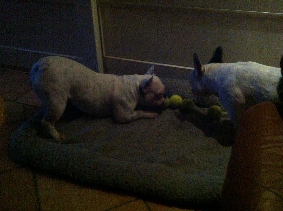 Fransk bulldog Fru Ludvig billede 38