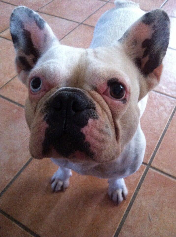 Fransk bulldog Fru Ludvig billede 39