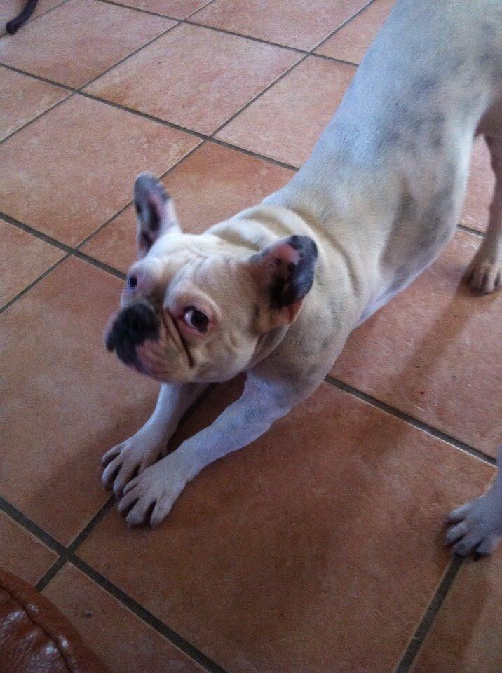 Fransk bulldog Fru Ludvig billede 40