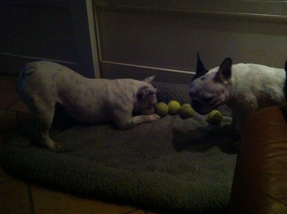 Fransk bulldog Fru Ludvig billede 41