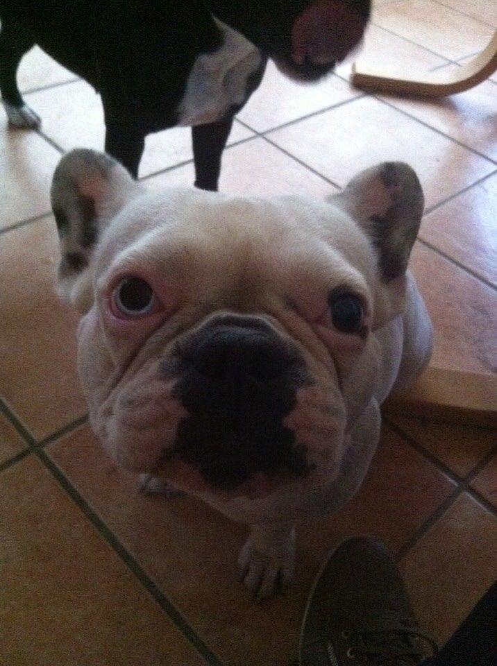 Fransk bulldog Fru Ludvig billede 42
