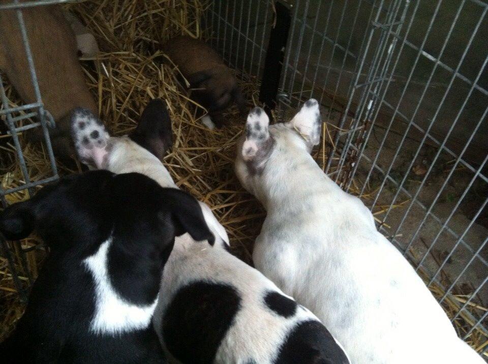 Fransk bulldog Fru Ludvig billede 43