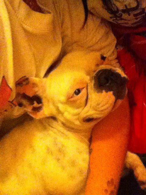 Fransk bulldog Fru Ludvig billede 44