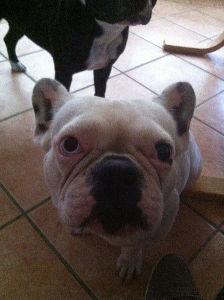 Fransk bulldog Fru Ludvig billede 45