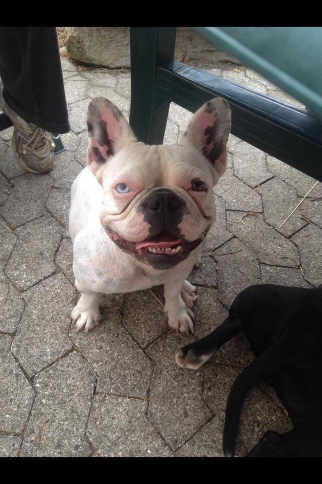 Fransk bulldog Fru Ludvig billede 46